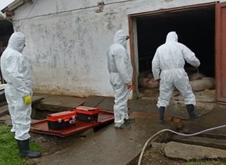 focar de pesta porcina africana confirmat in navodari autoritatile impun restrictii in mai multe localitati din judetul constanta 6911e98364491