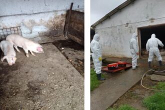 focar de pesta porcina africana confirmat la navodari dsvsa constanta impune restrictii in mai multe localitati 6911eddfbc155