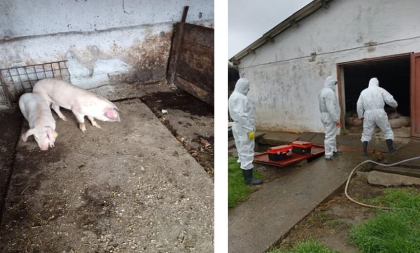 focar de pesta porcina africana confirmat la navodari dsvsa constanta impune restrictii in mai multe localitati 6911eddfbc155