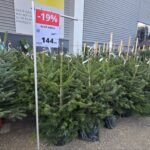 foto brazii de craciun la vanzare din noiembrie preturi mai mici decat anul trecut in magazinele din constanta 691951325b325