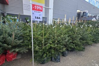 foto brazii de craciun la vanzare din noiembrie preturi mai mici decat anul trecut in magazinele din constanta 691951325b325