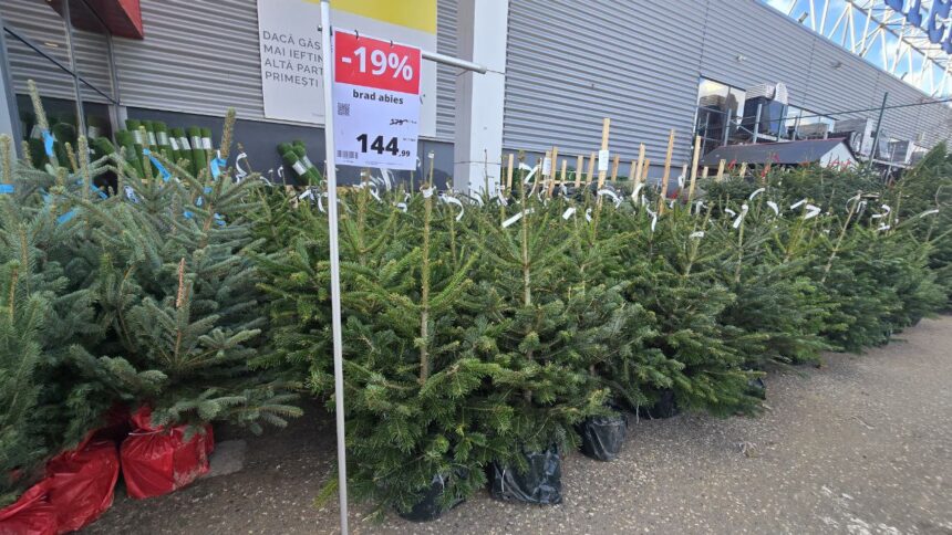 foto brazii de craciun la vanzare din noiembrie preturi mai mici decat anul trecut in magazinele din constanta 691951325b325