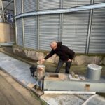 foto inspectorii dsvsa constanta verifica graul din silozuri pentru reziduuri de pesticide 691c5323e497b