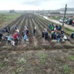 foto mobilizare generala la cumpana trei mii de noi puieti plantati in cadrul proiectului cea mai mare padure din romania 690f66e51c611