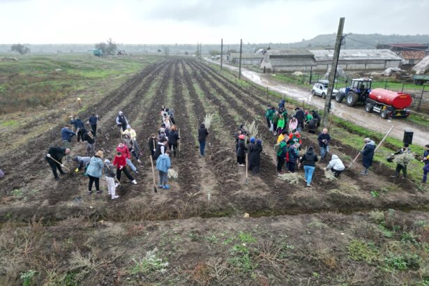 foto mobilizare generala la cumpana trei mii de noi puieti plantati in cadrul proiectului cea mai mare padure din romania 690f66e51c611