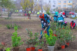 foto o zona mai verde noi arbori si arbusti ornamentali au fost plantati in cartierul inel ii din constanta 692993af3ec64
