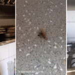 foto video barissimo cocktail bar si restaurantul popina din constanta inchise temporar de protectia consumatorilor ce nereguli crase au fost constatate 6915e9495f5ab