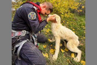 foto video caine salvat de pompierii din tulcea dintr o fantana adanca de 15 metri 6908c4d97a32c