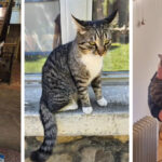 foto video faceti cunostinta cu misu vedeta scolii nu e doar un pisoi este un simbol al spiritului cald si primitor al colegiului 69188fce42118