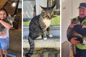 foto video faceti cunostinta cu misu vedeta scolii nu e doar un pisoi este un simbol al spiritului cald si primitor al colegiului 69188fce42118