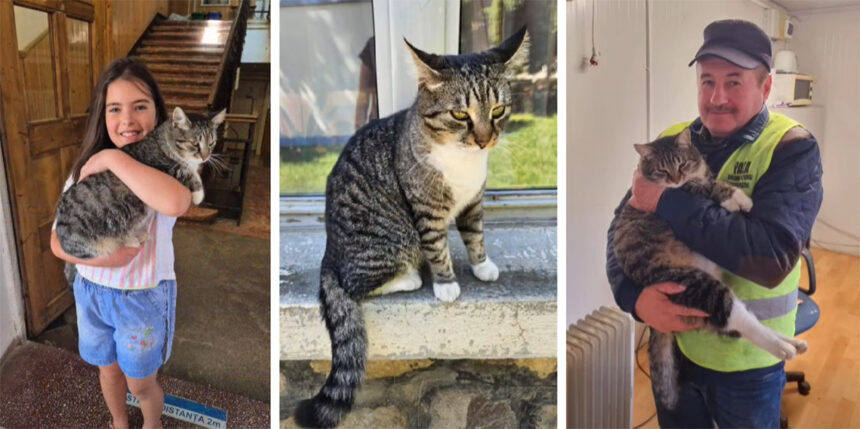 foto video faceti cunostinta cu misu vedeta scolii nu e doar un pisoi este un simbol al spiritului cald si primitor al colegiului 69188fce42118