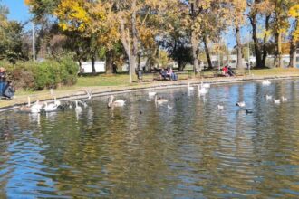 foto video spectacol de toamna lebedele gratioase sunt vedetele lacului neptun 69074caea1bbd