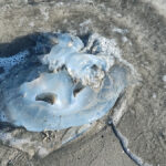 foto video spectacol trist la saturn zeci de meduze moarte plutesc inerte la malul marii 69270cd821afc