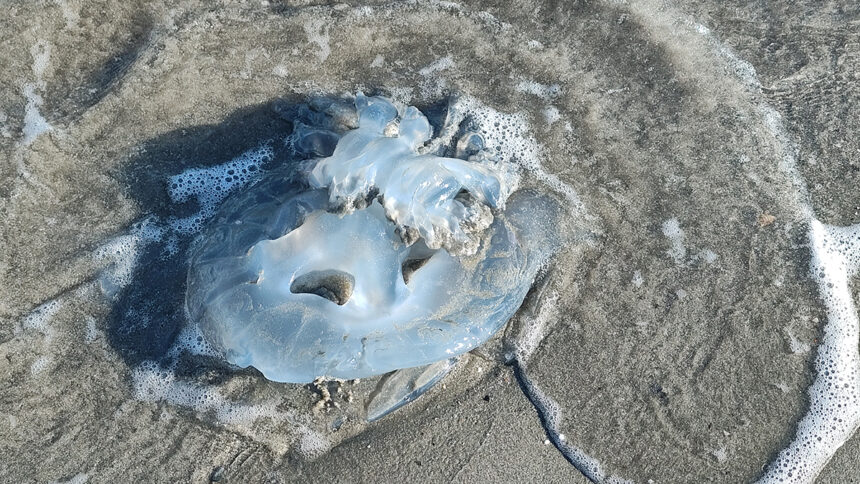 foto video spectacol trist la saturn zeci de meduze moarte plutesc inerte la malul marii 69270cd821afc