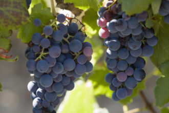 franta va cheltui 130 de milioane de euro pentru defrisarea plantatiilor de vita de vie pe fondul supraproductiei de vin 6925a720be239