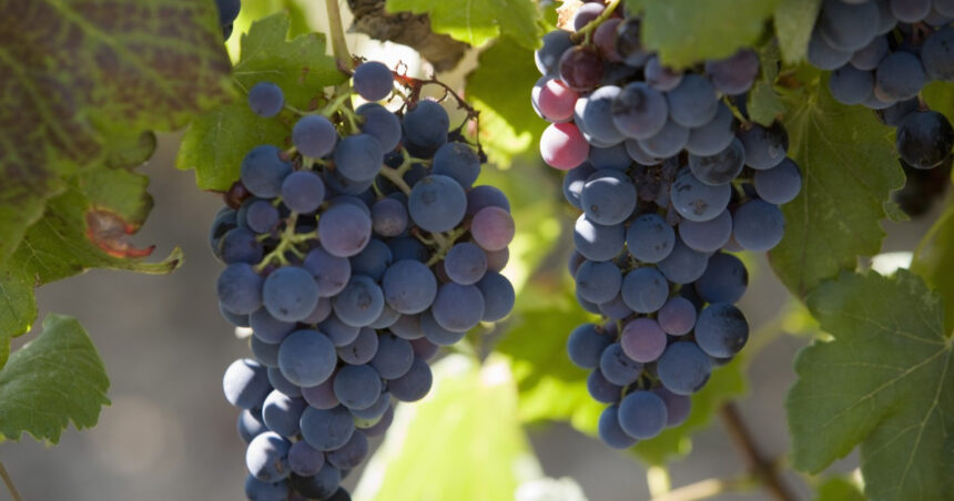 franta va cheltui 130 de milioane de euro pentru defrisarea plantatiilor de vita de vie pe fondul supraproductiei de vin 6925a720be239