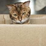 germania o pisica a fost trimisa din greseala intr un colet 691db75674d88