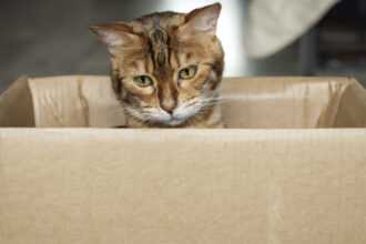 germania o pisica a fost trimisa din greseala intr un colet 691db75674d88