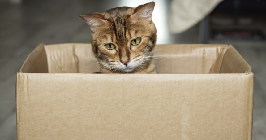 germania o pisica a fost trimisa din greseala intr un colet 691db75674d88