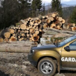 guvernul a aprobat reorganizarea garzii forestiere creste numarul posturilor pentru angajatii din teren 6916067f651ca