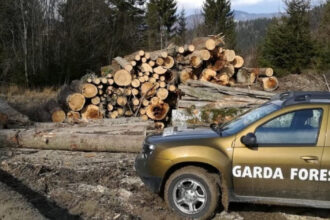 guvernul a aprobat reorganizarea garzii forestiere creste numarul posturilor pentru angajatii din teren 6916067f651ca