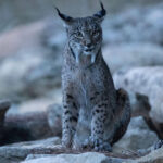 imagini rare cu un ras iberic alb au fost surprinse in spania nu mi venea sa cred ce vedeam 69085fd02ede3