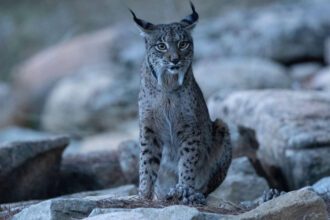 imagini rare cu un ras iberic alb au fost surprinse in spania nu mi venea sa cred ce vedeam 69085fd02ede3