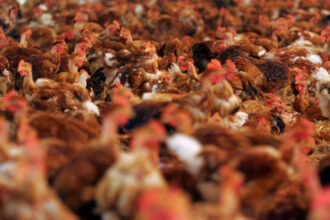 institutul pasteur din franta virusul gripei aviare ar putea provoca o pandemie mai grava decat covid daca sufera mutatii 692869c9d0909