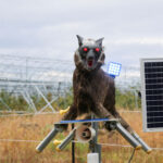 japonia apeleaza la armata dupa ce atacurile ursilor au atins un nivel record de ce s a schimbat comportamentul animalelor 690688b819253