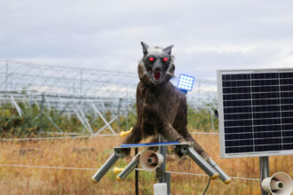 japonia apeleaza la armata dupa ce atacurile ursilor au atins un nivel record de ce s a schimbat comportamentul animalelor 690688b819253