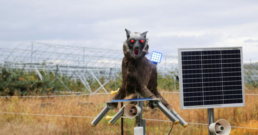 japonia apeleaza la armata dupa ce atacurile ursilor au atins un nivel record de ce s a schimbat comportamentul animalelor 690688b819253