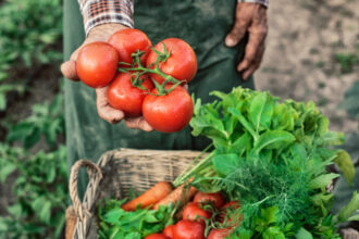 ministerul agriculturii a finalizat platile catre producatorii din sere si solarii 300 de milioane de lei pentru legumele romanesti 692609c6cde54