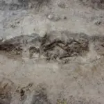 o femeie din epoca vikingilor ingropata alaturi de cainele ei intr un mormant barca 691bda922f50d