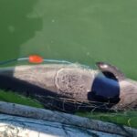 plase recuperate din marea neagra si trei sturioni eliberati in mediul natural de politistii de frontiera tulceni 690873fb1e5ec