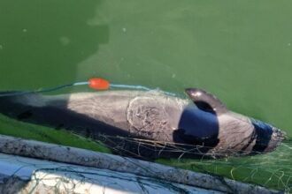 plase recuperate din marea neagra si trei sturioni eliberati in mediul natural de politistii de frontiera tulceni 690873fb1e5ec