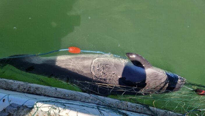 plase recuperate din marea neagra si trei sturioni eliberati in mediul natural de politistii de frontiera tulceni 690873fb1e5ec