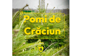 preturile pornesc de la 17 lei romsilva scoate pe piata peste 16 000 de brazi de craciun 69282d1f46bc1