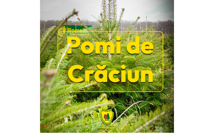 preturile pornesc de la 17 lei romsilva scoate pe piata peste 16 000 de brazi de craciun 69282d1f46bc1