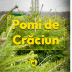 preturile pornesc de la doar 17 lei romsilva scoate pe piata peste 16 000 de brazi de craciun 6928298dd669c