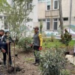 proiect ecologic si artistic la colegiul national de arte regina maria din constanta curtea interioara a devinit spatiu verde si galerie de arta in aer liber 6920246e9ec41