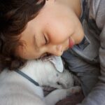 reguli noi pentru protectia animalelor de companie microciparea cainilor si pisicilor devine obligatorie 69272565254c4