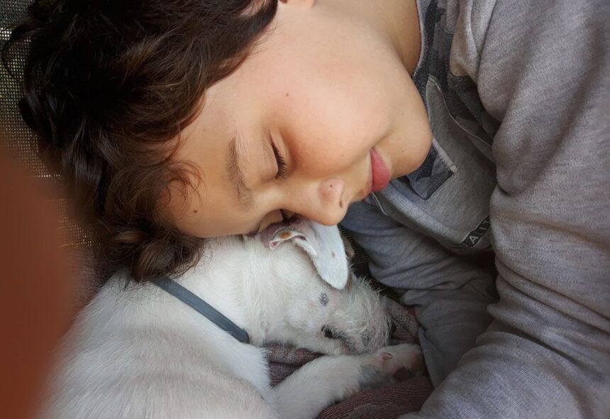 reguli noi pentru protectia animalelor de companie microciparea cainilor si pisicilor devine obligatorie 69272565254c4