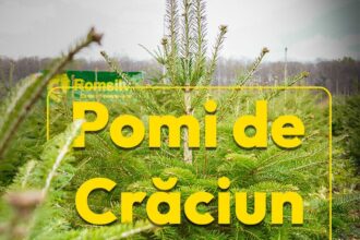 romsilva pune la vanzare 16 000 de pomi de craciun 692826274b2f2