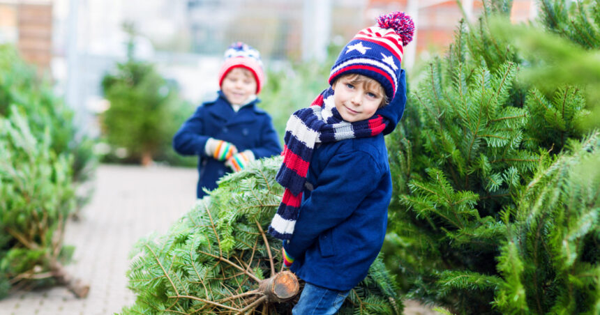 romsilva scoate la vanzare 16 000 de pomi de craciun care sunt preturile pentru achizitia directa de la ocoalele silvice 692831bd7a35c