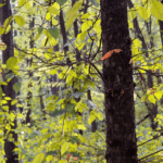 se modifica codul silvic pedepse cu inchisoarea pentru taierea ilegala a copacilor din spatiile verzi urbane 692329dd6468c