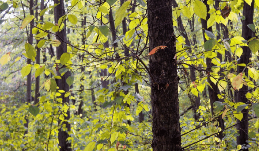 se modifica codul silvic pedepse cu inchisoarea pentru taierea ilegala a copacilor din spatiile verzi urbane 692329dd6468c