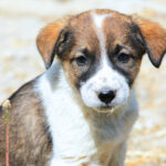 tulcea final de proces in cazul barbatului acuzat ca ar fi omorat cainii vecinei iata cand se vor pronunta judecatorii 691586db8a02e