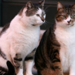 un barbat din constanta a fost retinut dupa ce ar fi ucis o pisica o femeie a gasit felina si a sunat la 112 691e0832ca9d6