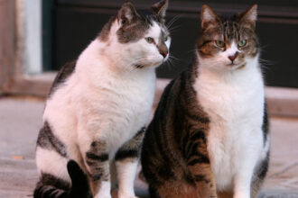 un barbat din constanta a fost retinut dupa ce ar fi ucis o pisica o femeie a gasit felina si a sunat la 112 691e0832ca9d6