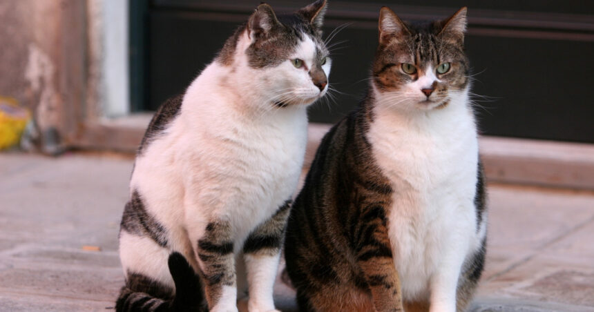 un barbat din constanta a fost retinut dupa ce ar fi ucis o pisica o femeie a gasit felina si a sunat la 112 691e0832ca9d6